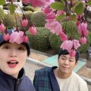 동삭로 | 2024 평택 벚꽃스팟🌸1편(평택대, 통복천 +자전거무료대여, 4월 9일 기준)