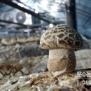 고송농장 이미지