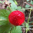 밤산농원 Daum카페