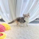 일산고양이분양 라라캣츠 이미지