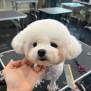 탑 애견 이미지