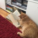 첫눈에평창 이미지