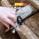 장수카닥터샵 | 대전 곤충생태관 추천｜한밭수목원 실내 관람 후기