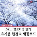 달성군유가면한정보건진료소 | 대구 달성군 벚꽃 명소, 유가읍 달창지길 야경 투어🌸