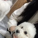 마마펫살롱 이미지