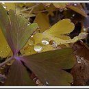 희망의 꿈 이미지