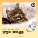 다나을동물병원 | 하남 미사역 24시 다나을동물병원에서 고양이 저체온증에 대해 알려드립니다.