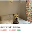 쉼표 더하기 | 여수 게스트하우스 특별한 파티 애견동반가능 쉼표더하기 2박 후기