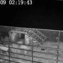 들개농장 이미지