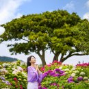 제주블랑 | 제주 마노르블랑 카페 미레이나 수국 스냅 사진 후기 가격 촬영 비용 피는시기 장소