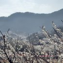 청매실농원 이미지