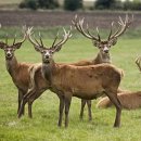 아산사슴 건강의 집 이미지