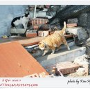 노랑고양이