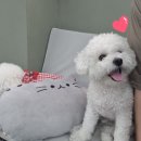 댕이의하루 이미지