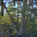 완도약산흑염소 이미지