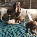 슈퍼염소농장 이미지