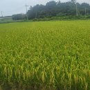 전남도 2024년 가루쌀 생산단지 전국 최다[e미래뉴스] 이미지