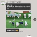 놀러왔댕 이미지