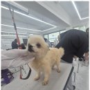 퍼피쌀롱 이미지