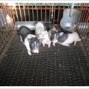 서열농장 이미지