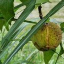 맥타가트 농장 이미지