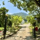 젤루느린달팽이 이미지