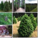 [스크랩] 젓나무(Fir)