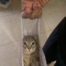 꼬야