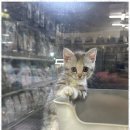 애견용품 창고형 할인매장 이미지