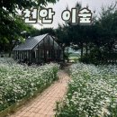 이곳;이꽃 | [천안 카페 추천] 내돈내산 이숲 데이지꽃 주차 및 메뉴 후기