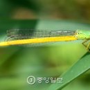잠자리