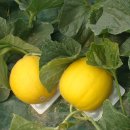 철수농장 이미지