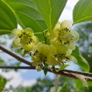 다래와 잣나무 이미지