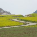 진도보배섬특산품 | 전남 진도군 보배섬 유채꽃축제 기본정보