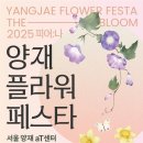 멋진 옷(양재) | 일상에서 피어나는 꽃향기!!2025양재플라워페스타