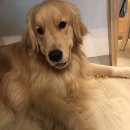 아루보리 이미지