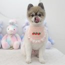 섬댕 강아지 미용실 네이버블로그