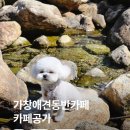 두공가 | 가창 계곡 카페공가 애견동반 가능한 여름 물놀이 명소