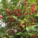 고향농장 이미지