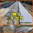 (텃밭/배추) 김장배추와 무 파종하기 이미지