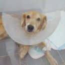 24시프라임동물병원 이미지