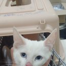 선부119안전센터 노트펫