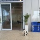 멍멍이와 야옹이 나들이 이미지