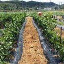 성운농장 이미지