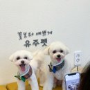 유주펫 이미지