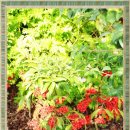 본오 초등학교 이미지