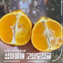 불로초등학교 | 고당도귤 맛집 섬마을애, 불로초감귤·제주황금향 과일선물 후기