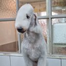 개미애견미용실 이미지