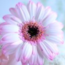 동아광학 | Z 70-200mm f/2.8 S II 출시! 동아카메라가 파헤치는 끝판왕 망원의 귀환