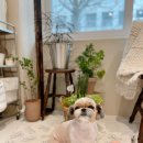 모모티디 독 쌀롱 반려견 미용 계림점 이미지